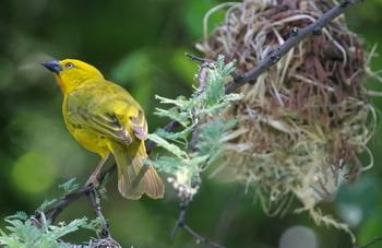 Maun Waterfront Guesthouse: Golden Weaver