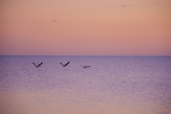 Nata Lodge Nata Lodge: Fliegende Pelikane