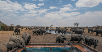Nehimba Lodge: Große Elefantenherde