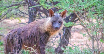 Okonjima Plains Camp: Braune Hyäne