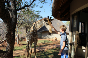 Okutala Lodge: Giraffe mit jungem Gast