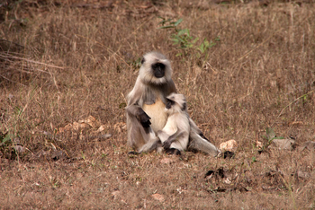Pench Jungle Camp: Langurenmutter mit Jungtier