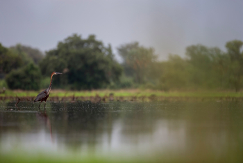 Royal Zambezi Lodge: Goliath Heron