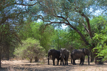 Ruckomechi Camp: Elefanten unter Bäumen