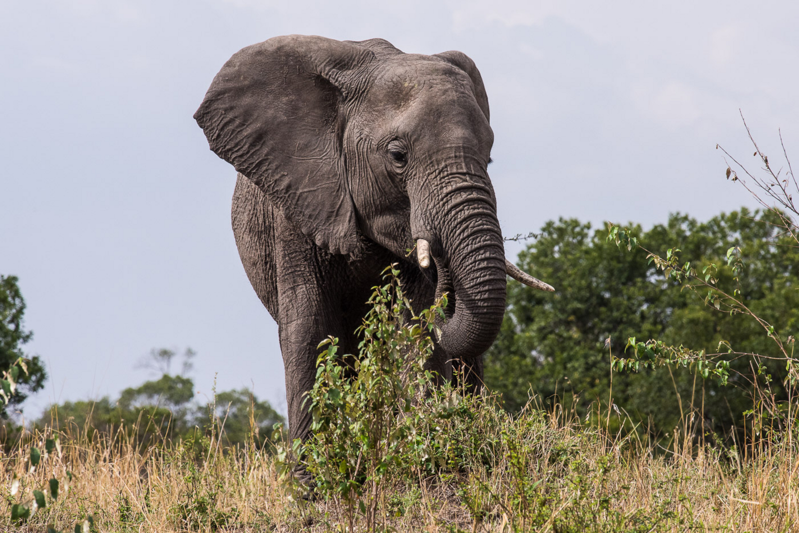 Saruni Eagle View Saruni Eagle View: Elefantenbulle