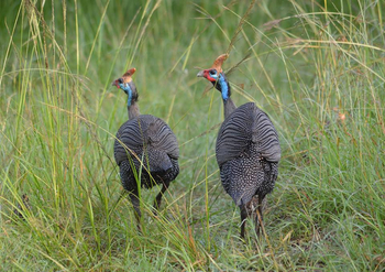 Saruni Mara Camp: Helmperlhühner