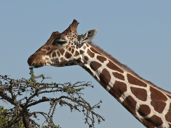 Segera Retreat: Giraffe an Dornakazie