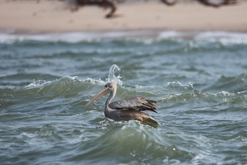 Sette Cama Eco Camp: Pelikan