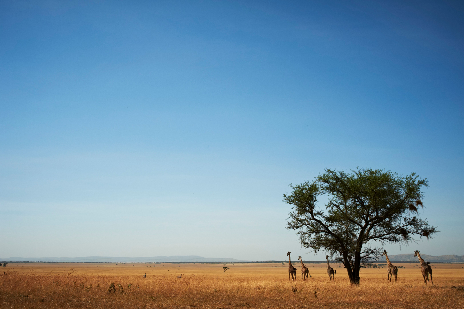 Sinigita Grumeti Game Reserve Sinigita Grumeti Game Reserve: Giiraffen