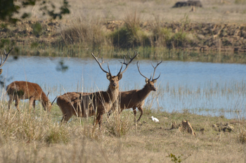 Tathastu Resort Kanha: Barasingha-Hirsche