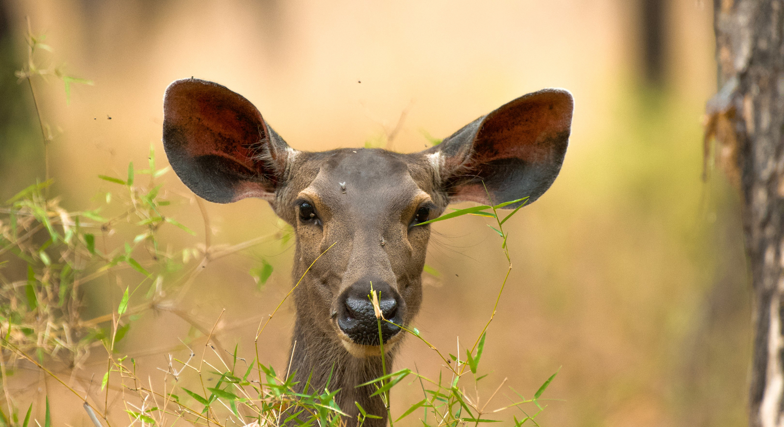 The Oberoi Vindhyavilas Wildlife Resort The Oberoi Vindhyavilas Wildlife Resort: Sambar POrtrait