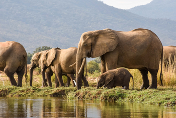 Time + Tide Chongwe Camp: Elefantenherde
