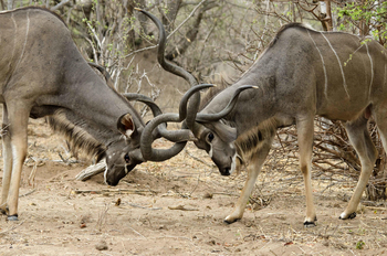 Tlouwana Camp Tlouwana Camp: Kudus