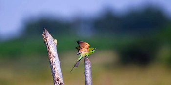 Waghoba Eco Lodge: Green Bee-eater