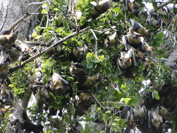 Wasa Lodge: Hängende Flughunde