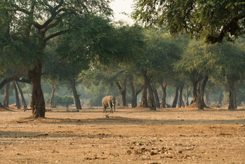 Zambezi Expeditions: Elefant in der Wildnis