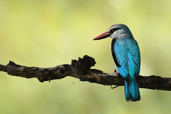 andBeyond Sandibe Okavango Safari Lodge: Senegalliest