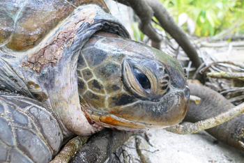 Alphonse Island Lodge: Meeresschildkröte