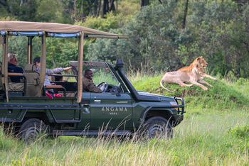 Angama Mara: Löwen auf Safari
