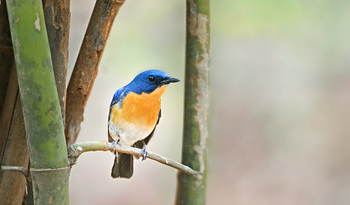 Bandhavgarh Jungle Lodge: Tickell's Blue Flycatcher