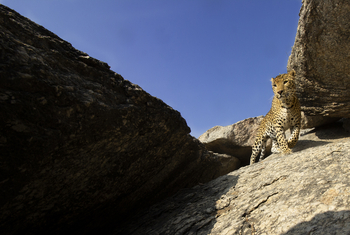 Bera Safari Lodge: Bottom-up-Perspektive