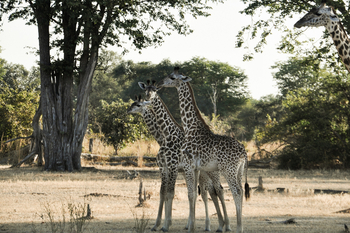 Chikunto Safari Lodge Chikunto Safari Lodge: Junge Giraffen