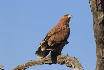 Chilo Ivory Trail Adventure: Tawny Eagle