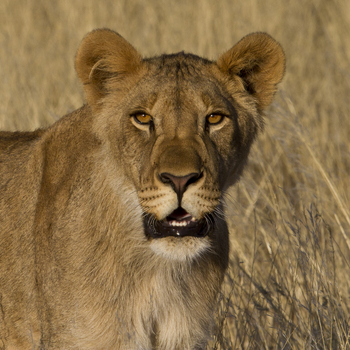 Desert Rhino Camp Desert Rhino Camp: Nahaufnahme Löwe