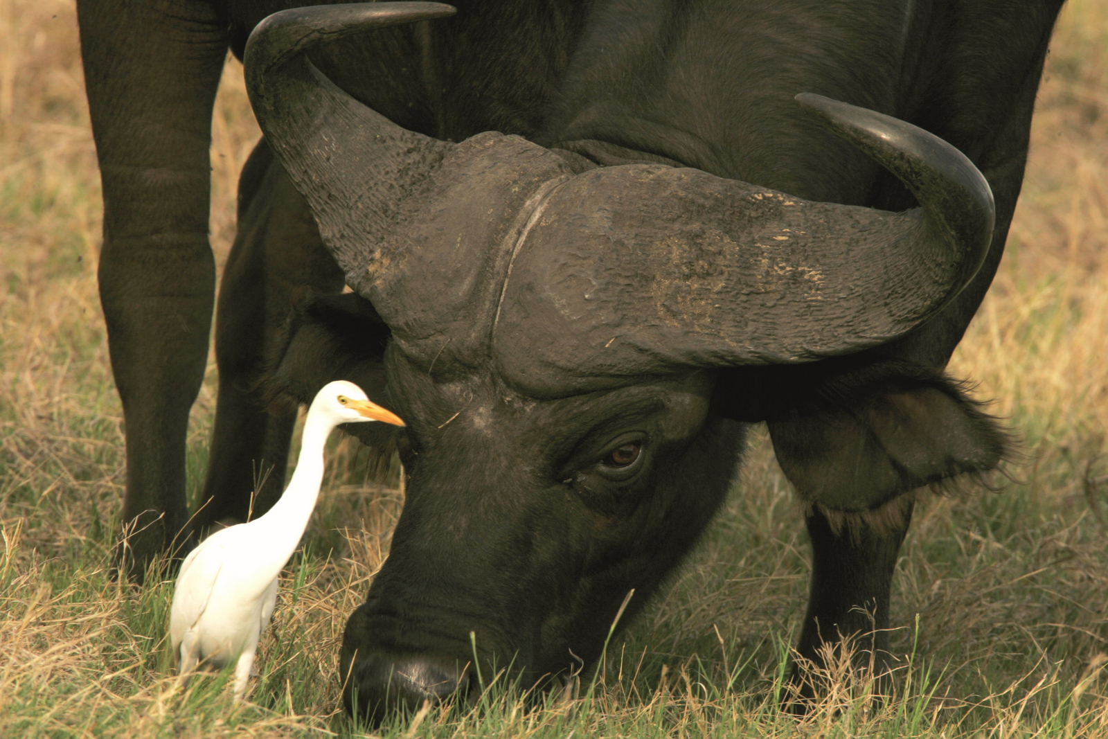 Duba Explorers Camp Duba Explorers Camp: Begegnung mit Büffel