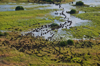 Duba Plains Camp: Büffelherde im Überschwemmungsgebiet
