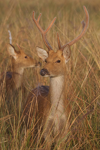 Flame of the Forest Safari Lodge: Hirsche im hohen Gras