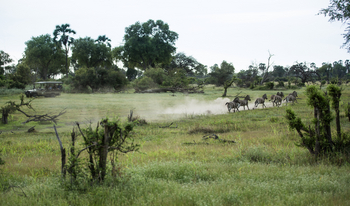 Gomoti Plains Camp: Aktivitäten