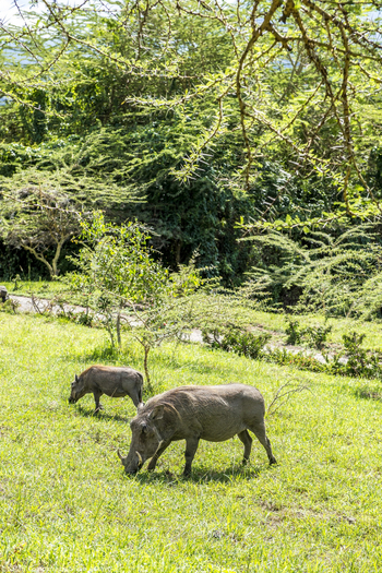 Hatari Lodge: Warzenschweine