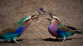 Kandili Camp: Gabelrackenpaar