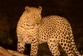 Karangoma Camp: Leopard bei Nacht