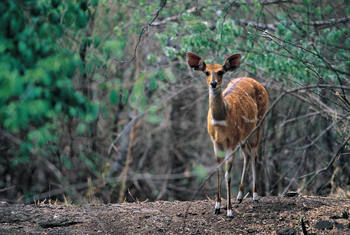 Kubu Lodge: Resident Bush Buck