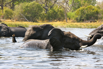 Kujwana Camp: Elefanten beim Bad