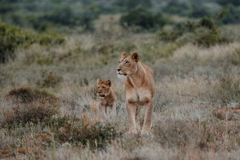 Kwandwe Private Game Reserve: Löwin mit Jungtier