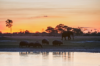 Linkwasha Camp Linkwasha Camp: Hippos und Elefant