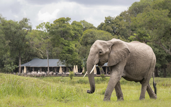 Little Governors' Camp Little Governors' Camp: Elefantenbulle