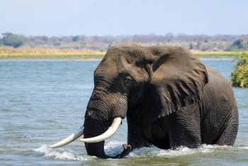 Little Ruckomechi Camp: Elefant im Wasser