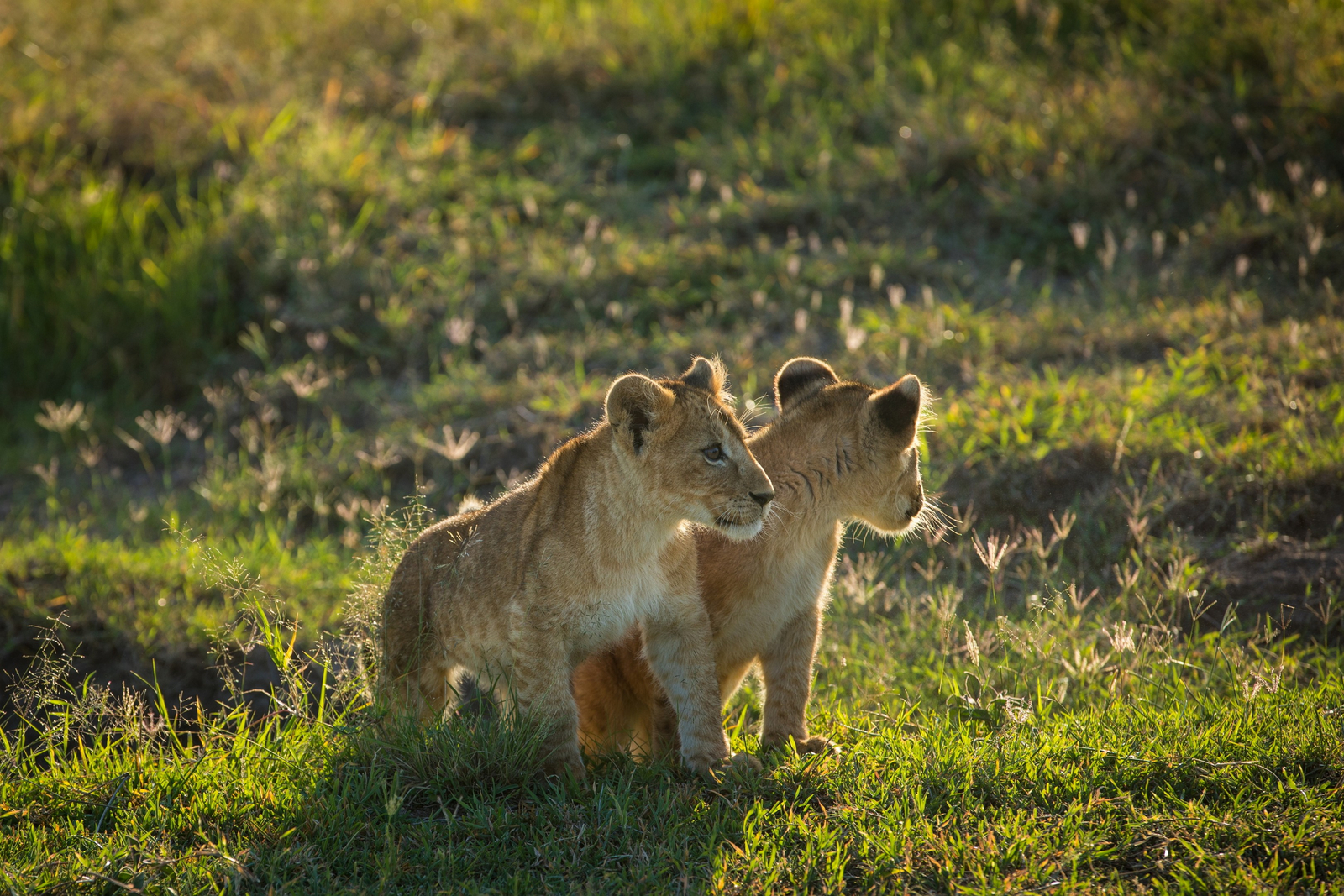 Mara Toto Tree Camp Mara Toto Tree Camp: Löwenbabies