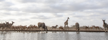 Mashatu Photographic Hide: General Game