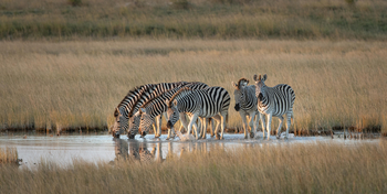 Meno A Kwena Camp Meno A Kwena Camp: Zebras im Wasser
