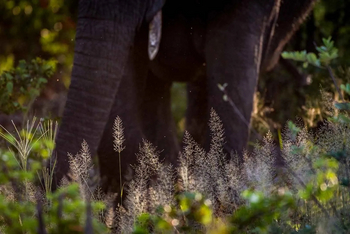 Mogogelo Camp Mogogelo Camp: Elefantenbeine im Gras