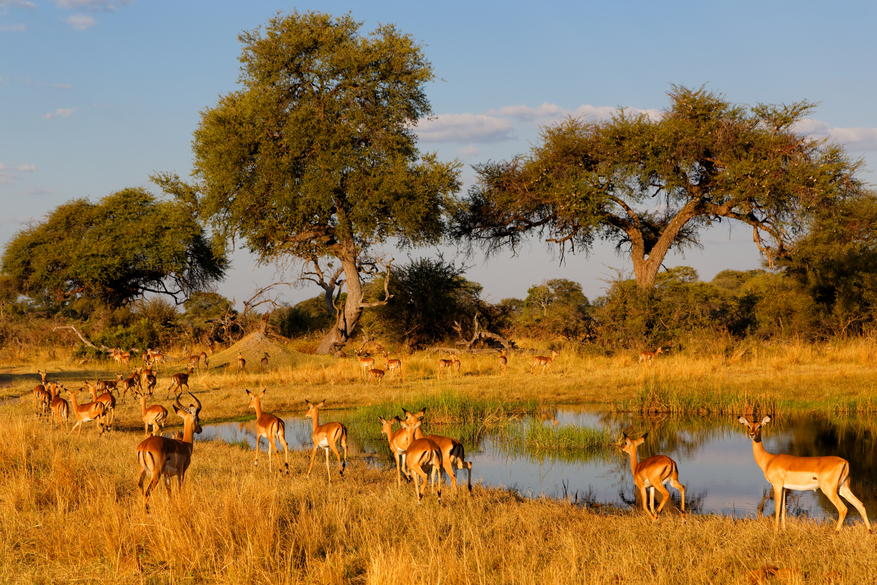 Nambwa Tented Lodge