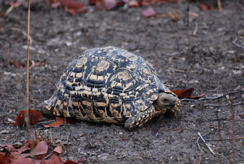 Nanzhila Plains Camp: Leopardenschildkröte