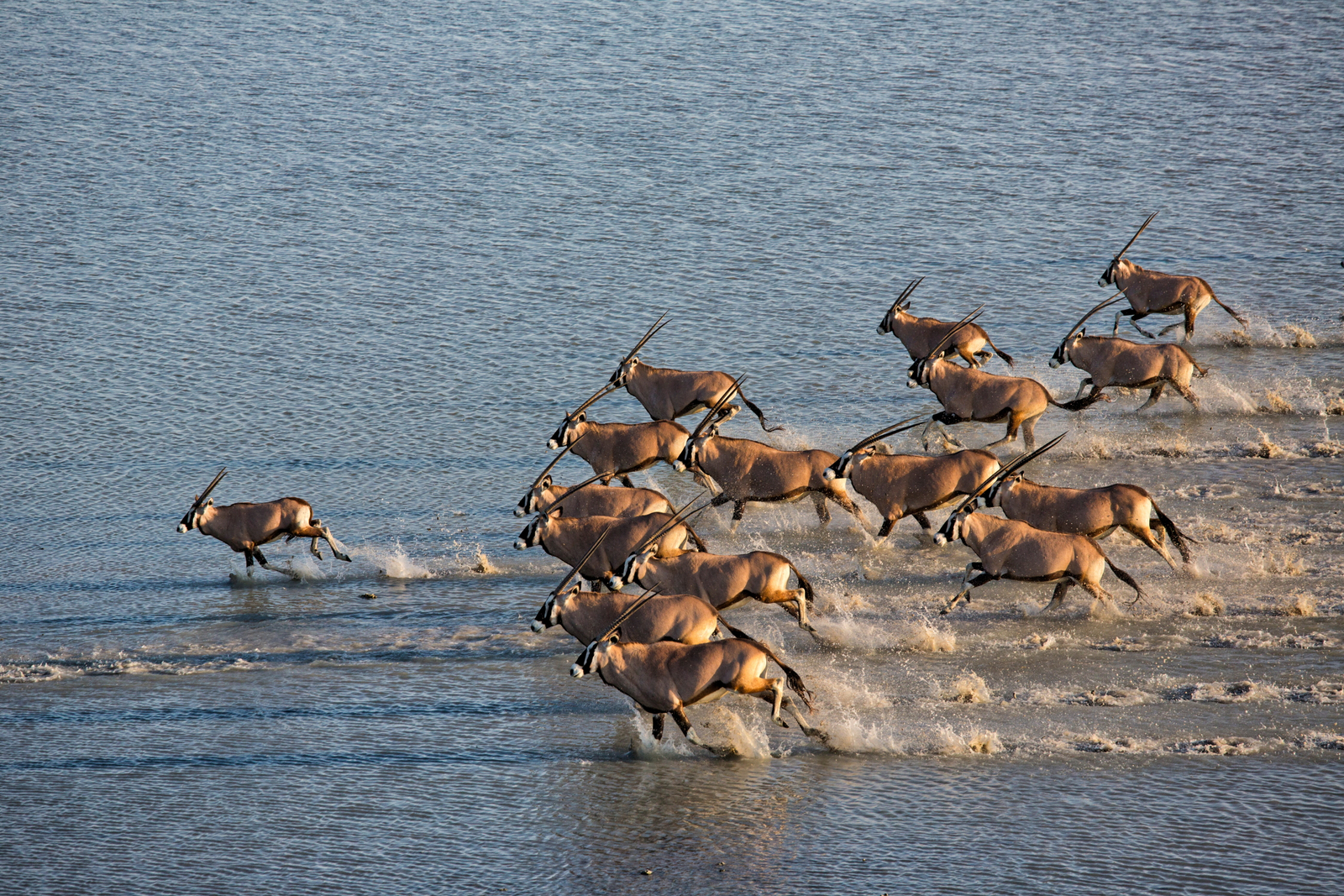 Camp Kalahari Camp Kalahari: Gemsböcke im Wasser