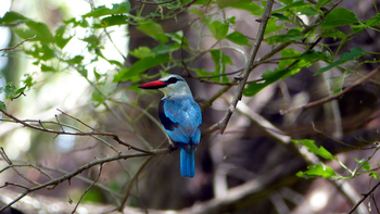 Ngepi Camp: Woodland Kingfisher