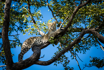 Okavango Explorers Camp Okavango Explorers Camp: Leopard
